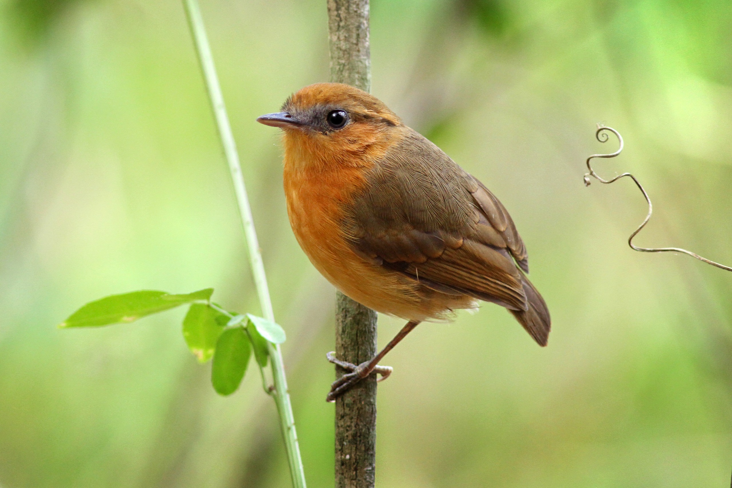 foto Not&iacute;cia Piracicaba